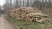 Stammholz – Esche