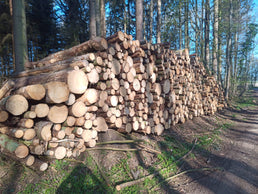 Stammholz – Nadelholz